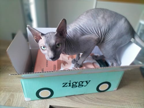 Customer's Sphynx cat inside a Ziggy brand delivery box containing a bag of Croquettes Chat Stérilisé Saumon