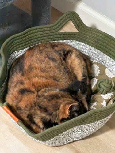 Customer's tortoiseshell cat resting inside the green Instinct Basket.