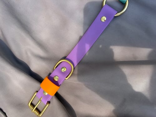 Customer photo review of Two Tone O Ring Collar - Waterproof BioThane® Custom Dog Collar