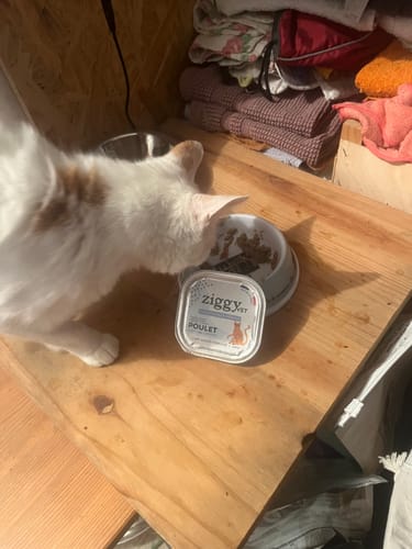 Le chat d'un client mange la Pâtée Poulet pour insuffisance rénale dans une gamelle à côté de la boîte.