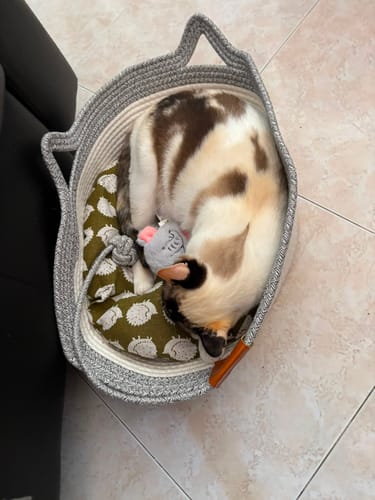 Customer photo review of Instinct Basket | Meet the first research-backed natural territory for indoor cats