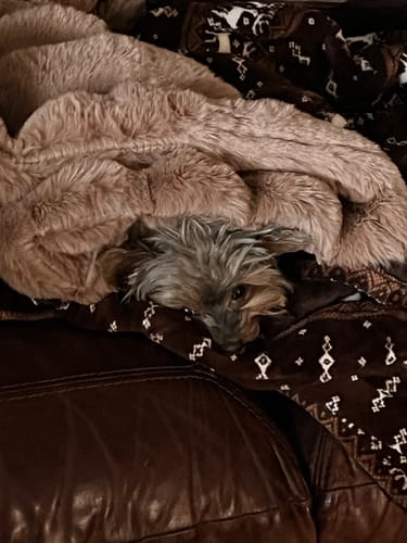 Close-up of a reviewer's small dog peeking from under the fluffy Milk Chocolate Pet Blanket.