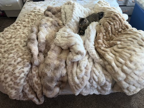 Reviewer's collection of plush Hugs Cream Fawn Blankets piled on a bed, with a small cat sleeping among them.