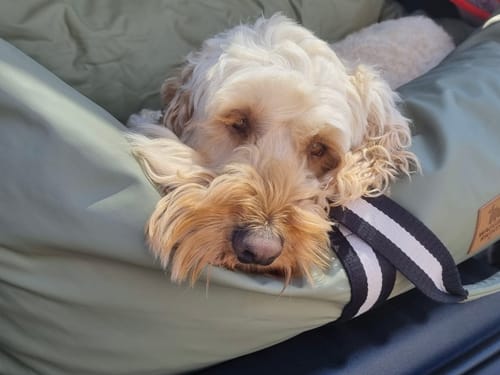 A reviewer's comfortable dog rests its head on the plush side of the sage green Dog Dock.