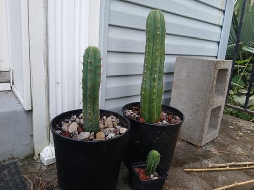 Customer photo review of Trichocereus Bridgesii | Bolivian Torch Cactus