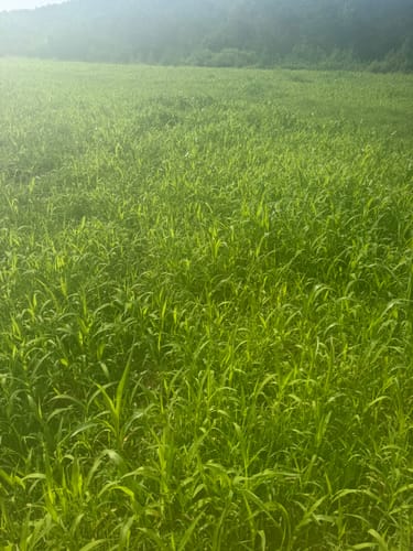 Customer's Dove & Quail Plot showing lush, green growth in a large field.