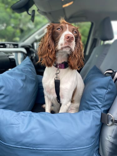 Customer's spaniel sitting upright in the blue Dog Dock V2 inside a car.