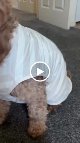 Customer video review of Hazelnut Stripe | Summer Breeze Cooling Vest