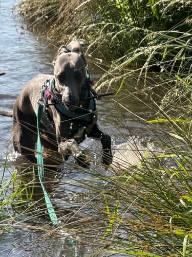 Customer photo review of Escape proof Harness (3 Strap)