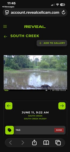 Customer's trail camera footage of a flooded, muddy food plot where Summer Bulk was planted, with a raccoon walking through.