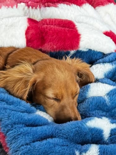 Customer's dog sleeping soundly on the plush and patriotic Hugs Flag Blanket.