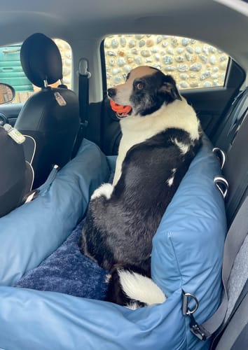 Reviewer's elderly border collie sitting in the blue Dog Dock V2 inside a car, holding an orange ball.