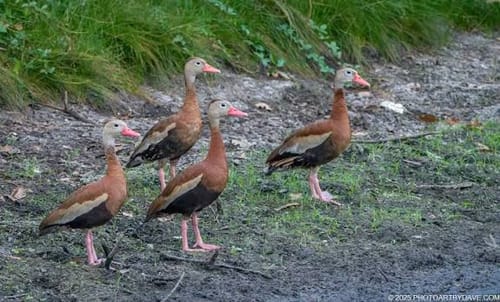 Customer photo of four whistling ducks on a muddy bank, attracted by the Waterfowl Blend.