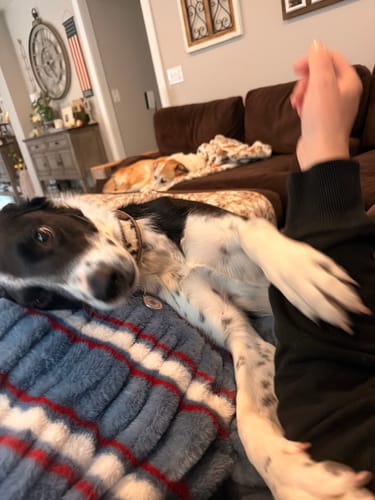 Customer's dog relaxing on the soft Hugs Patriotic Stripe Blanket in their living room.