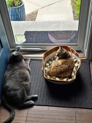 Customer photo review of Instinct Basket | Meet the first research-backed natural territory for indoor cats