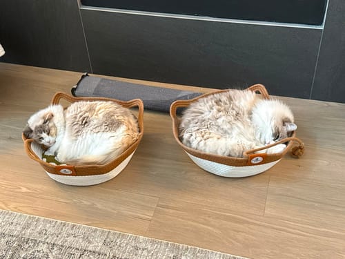 Customer photo review of Instinct Basket | Meet the first research-backed natural territory for indoor cats