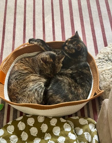 Customer photo review of Instinct Basket | Meet the first research-backed natural territory for indoor cats