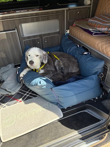 Customer's fluffy dog resting in the blue Dog Dock inside a campervan.