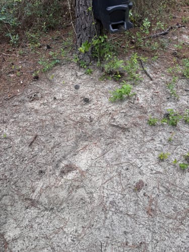 Customer shows ground disturbed by deer licking up the Antler IV Mineral Attractant near a feeder.