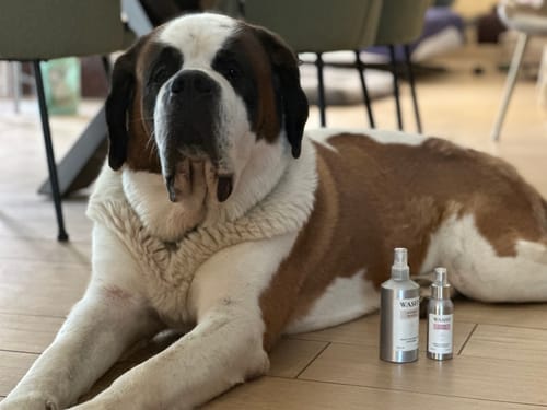 Un cliente mostra due flaconi di profumatore per bucato Washy accanto al suo grosso cane San Bernardo sdraiato sul pavimento.