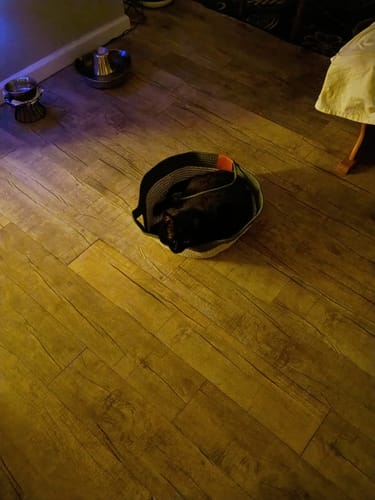 Customer photo review of Instinct Basket | Meet the first research-backed natural territory for indoor cats