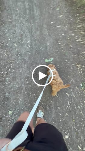 Customer video review of Marshmallow┃Bouclé Adjustable Harness