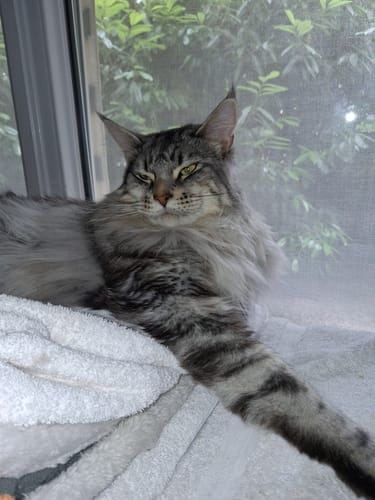 Avis d'un client : son Maine Coon en bonne santé, au poil argenté, se reposant près d'une fenêtre.