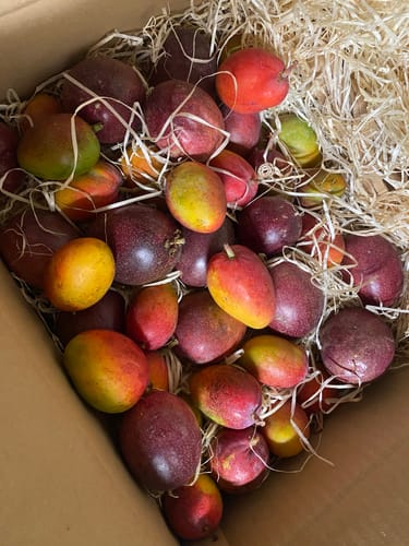 Customer's Bio Passionsfrüchte von Julian zusammen mit Mini-Mangos in einer mit Holzwolle ausgepolsterten Kiste.