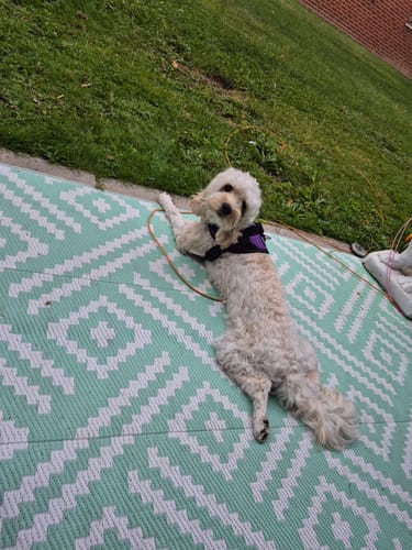 Customer's dog wearing a dark harness on a patterned green mat in the grass