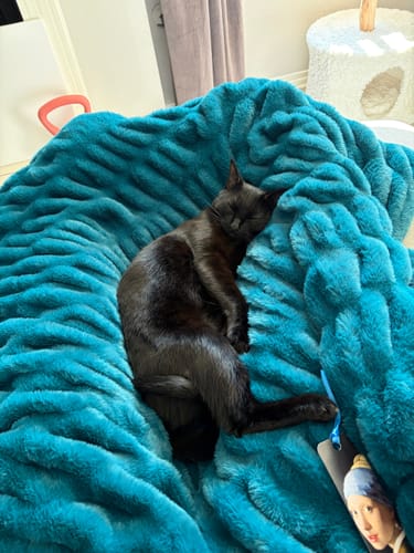 Customer's black cat sleeping comfortably on the plush, deep blue Hugs Deep Lake blanket.