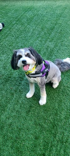 Customer's dog sitting on green grass wearing a purple Personalized Dog Harness.