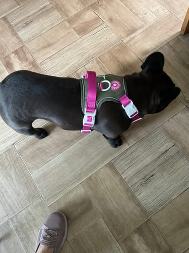 Customer's dark-coated French Bulldog wearing an Olive it Hot Trail & Glow Dog Harness on a wood-tiled floor.