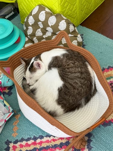 Customer's cat curled up and sleeping inside the cozy, brown and white Instinct Basket.