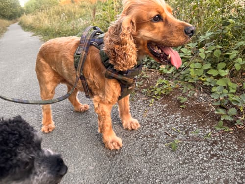Customer's dog wearing the stylish Forest Tweed Trail & Glow harness while walking outdoors.