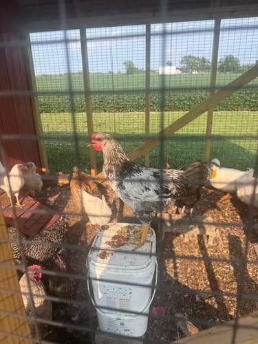 Customer's Daily Worm Defense + Gut Support mix being used in a chicken coop with a rooster standing on a white bucket