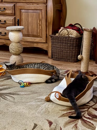Customer's two cats resting in white and brown woven Instinct Basket units on a living room carpet.