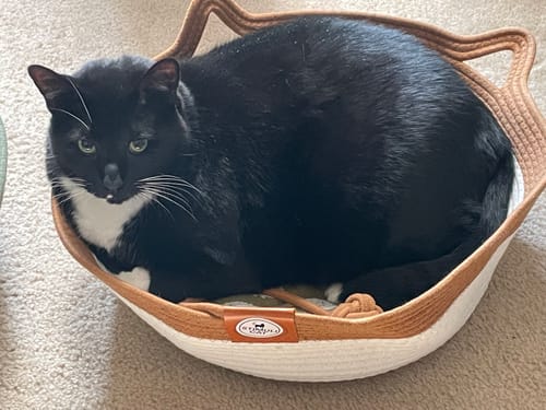 Customer's black and white cat sitting inside the brown and white Instinct Basket, looking at the camera.