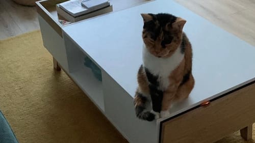 Reviewer's cat sitting on a white coffee table where the Friandises Chat Happy treats are stored.