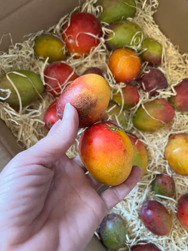 Reviewer's hand holding two small, ripe, multicolored Baby-Mango Mix mangos over a box filled with more fruit on wood wool.