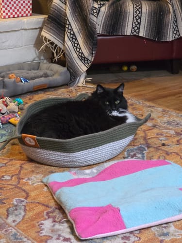 Customer's black cat resting inside an olive and grey Instinct Basket on a patterned rug in a cozy living room.