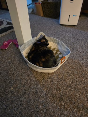 Customer's tortoiseshell cat resting inside the round, gray and white woven Instinct Basket on a carpeted floor.