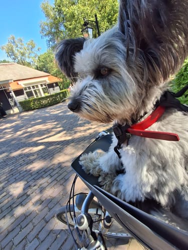 Reviewer's dog sitting comfortably in a Kvisp bike seat lined with the plush Comfort Seat Liner.
