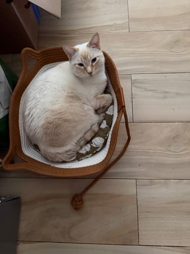 Customer's cream-colored cat resting in an Instinct Basket on a tiled floor.