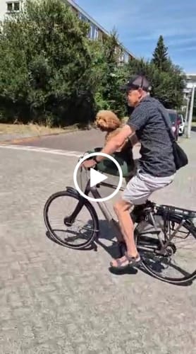 Customer video review of Kvisp Dog Bike Carrier