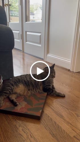 Customer video review of Peonies - Luxury Cat Scratching Board