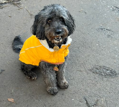 Customer photo review of Orijen Adult Original Dog Food