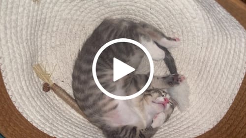 Customer video review of Instinct Basket | Meet the first research-backed natural territory for indoor cats