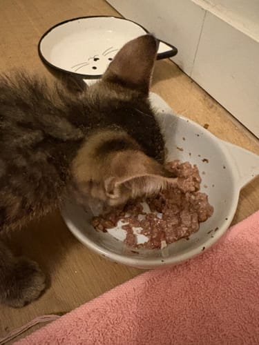 Customer's kitten eating Pâtée Chaton Sans Céréales - Boeuf from a white bowl.