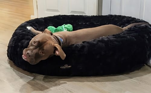 Customer's dog resting comfortably in the round black crinkle pet bed