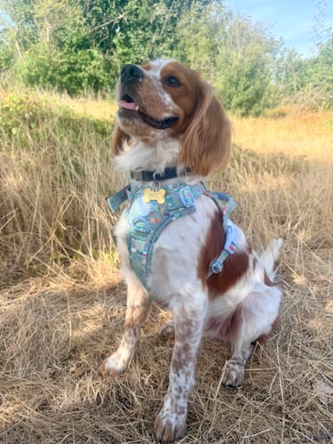 Customer's spaniel dog sitting in tall grass wearing a light blue patterned Dinosaur Dog Harness.